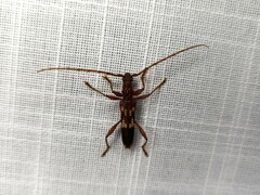 Coptocercus rubripes