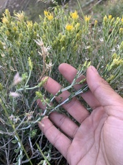 Ericameria discoidea