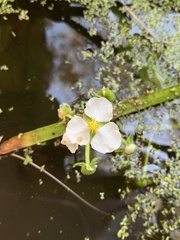 Sagittaria sanfordii