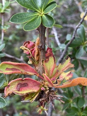 Puccinia magellanica