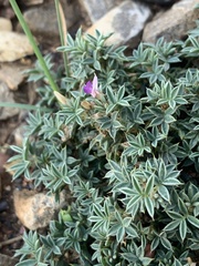 Astragalus kentrophyta