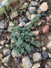 Astragalus kentrophyta