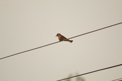 Hirundinea ferruginea