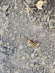 Ceuthophilus californianus