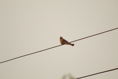 Hirundinea ferruginea