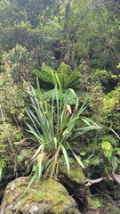 Phormium