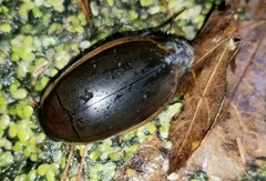 Dytiscus verticalis