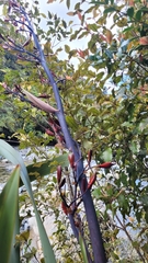 Phormium