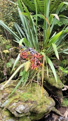 Phormium