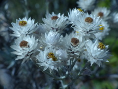 Achyranthemum