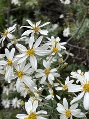 Chiliotrichum diffusum
