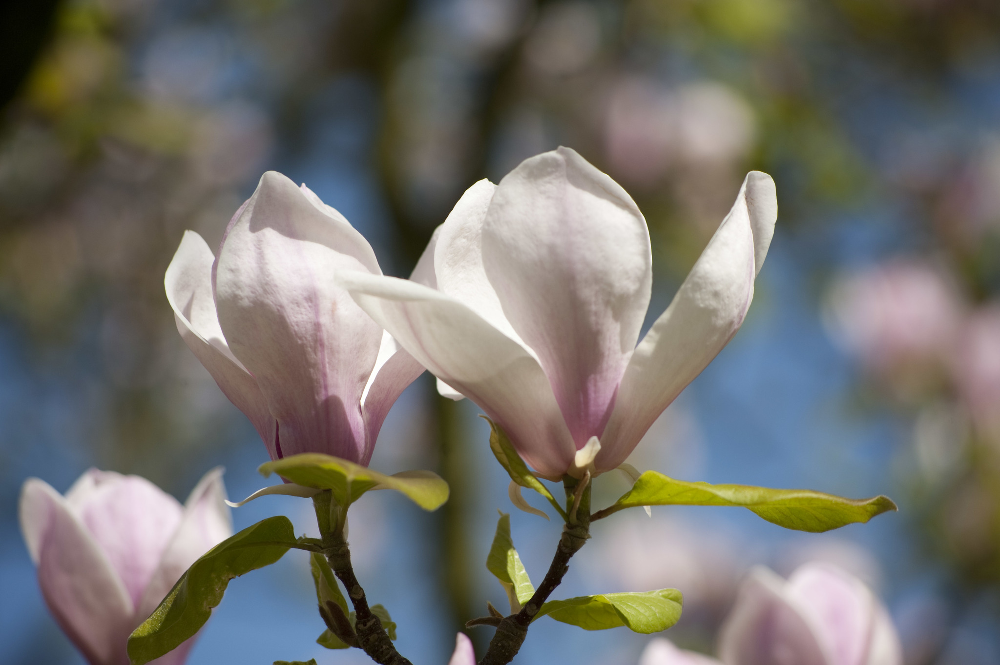 Magnolia X soulangeana