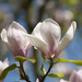 Saucer Magnolia - Photo (c) Kew on Flickr, some rights reserved (CC BY-NC-SA)