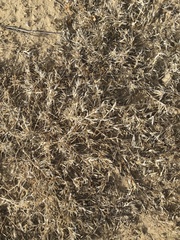 Munroa squarrosa