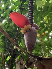 Musa × paradisiaca