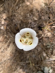 Calochortus superbus
