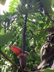 Musa × paradisiaca