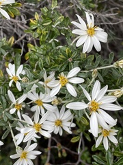 Chiliotrichum diffusum