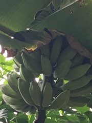 Musa × paradisiaca