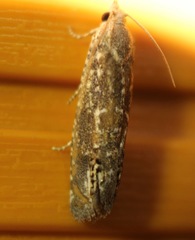 Eucosma verna