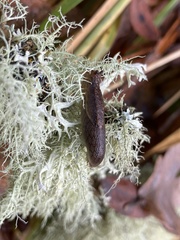 Prophysaon foliolatum
