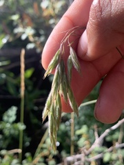 Bromus porteri