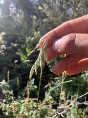 Bromus porteri