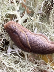Prophysaon foliolatum