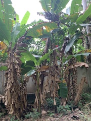 Musa × paradisiaca