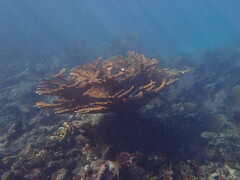 Acropora palmata