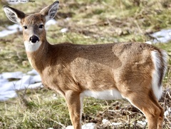 Odocoileus virginianus borealis