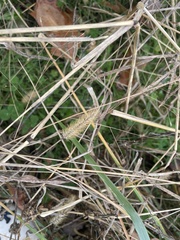 Setaria pumila