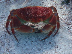 Carpilius corallinus