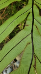 Blechnum colensoi