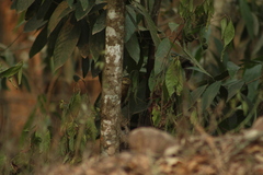 Syndactyla rufosuperciliata