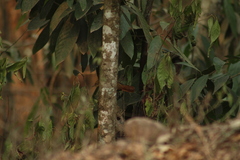 Syndactyla rufosuperciliata