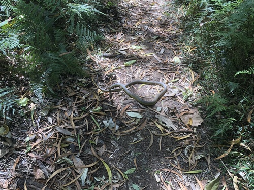 Common Tree Snake sighting