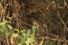 Poecilotriccus plumbeiceps