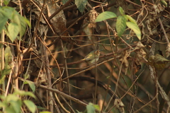 Poecilotriccus plumbeiceps
