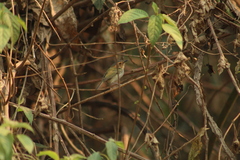 Poecilotriccus plumbeiceps