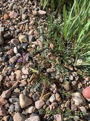 Astragalus miser oblongifolius