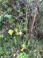 Passiflora herbertiana herbertiana
