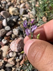 Astragalus miser oblongifolius