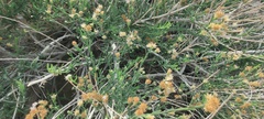 Baccharis brachyphylla