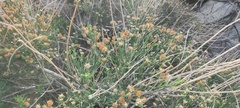 Baccharis brachyphylla