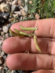 Astragalus miser oblongifolius