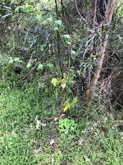 Passiflora herbertiana herbertiana