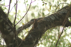 Colaptes rubiginosus