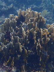Millepora complanata