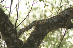 Colaptes rubiginosus